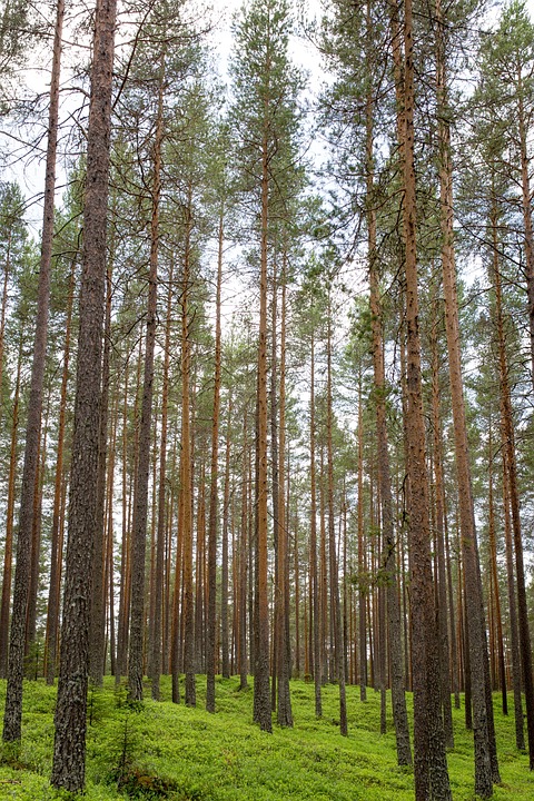 forest-931891_960_720
